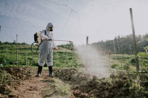 Reliable Birch Bay, WA Pest Control Solutions