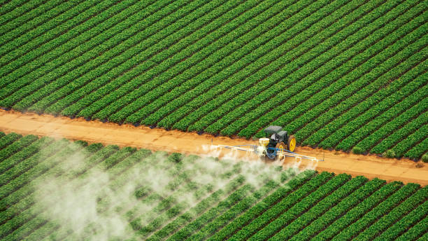 Best Termite Control Services  in Birch Bay, WA