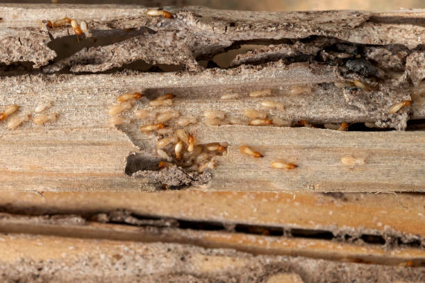 Best Best Pest Control Companies  in Birch Bay, WA