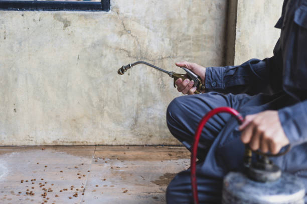 Best Wasp Removal Services  in Birch Bay, WA